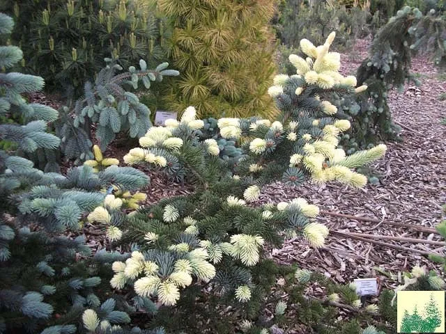 Picea pun Niemetz #3